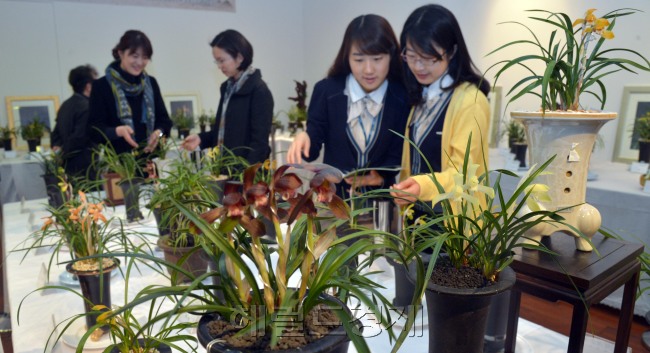 봄을 맞아 15일 농협중앙회 농업박물관에서 열린 제28회 한국춘란전시회에서 농협직원들과 시민들이 청초하게 꽃을 피운 난들을 감상하고 있다. 이번 전시는 15~16일 까지 열리며 겨우내 농심으로 정성들여 가꾸어 온 한국춘란, 풍란, 목부작 등 200여분을 전시한다.<br />김명섭 기자 msiron@heraldcorp.com
봄을 맞아 15일 농협중앙회 농업박물관에서 열린 제28회 한국춘란전시회에서 농협직원들과 시민들이 청초하게 꽃을 피운 난들을 감상하고 있다. 이번 전시는 15~16일 까지 열리며 겨우내 농심으로 정성들여 가꾸어 온 한국춘란, 풍란, 목부작 등 200여분을 전시한다.
김명섭 기자 msiron@heraldcorp.com