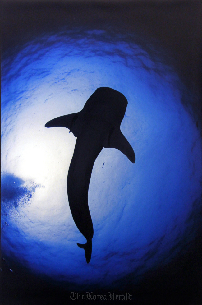 Jirayu Ekkul shows an underwater photograph of a whale shark swimming peacefully in the ocean.   The Nationa