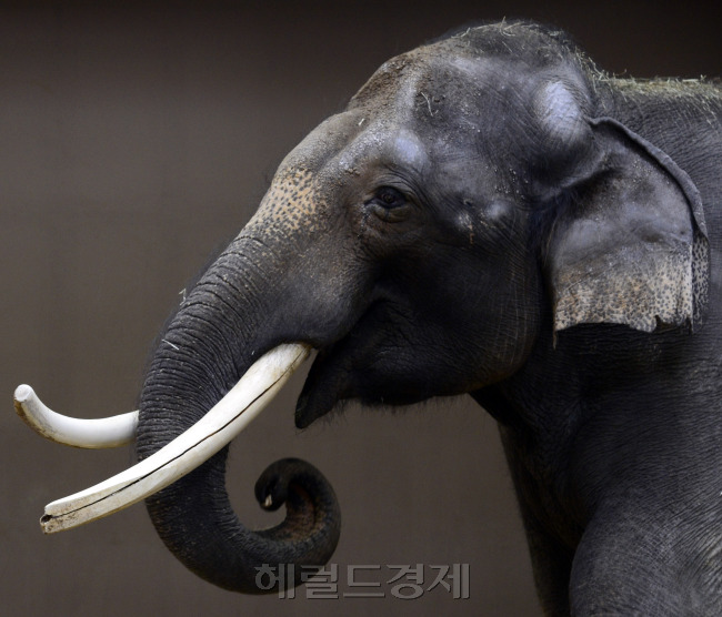 에버랜드 말하는 코끼리 코식이와 사육사 김종갑씨. 박해묵 기자/mook@heraldcorp.com
에버랜드 말하는 코끼리 코식이와 사육사 김종갑씨. 박해묵 기자/mook@heraldcorp.com
에버랜드 말하는 코끼리 코식이와 사육사 김종갑씨. 박해묵 기자/mook@heraldcorp.com