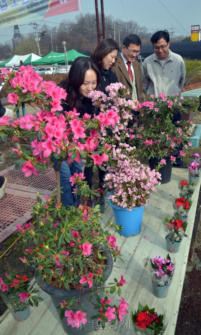 완연한 봄날씨를 보인 19일 오전 산림조합중앙회가 운영하는 나무시장이 경기도 하남시 감일동에서 열려  시민들이 철쭉, 진달래 등 각종 나무를 살펴보고 있다.<br />김명섭 기자 msiron@heraldcorp.com
완연한 봄날씨를 보인 19일 오전 산림조합중앙회가 운영하는 나무시장이 경기도 하남시 감일동에서 열려  시민들이 철쭉, 진달래 등 각종 나무를 살펴보고 있다.
김명섭 기자 msiron@heraldcorp.com