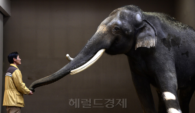 에버랜드 말하는 코끼리 코식이와 사육사 김종갑씨. 박해묵 기자/mook@heraldcorp.com
에버랜드 말하는 코끼리 코식이와 사육사 김종갑씨. 박해묵 기자/mook@heraldcorp.com
