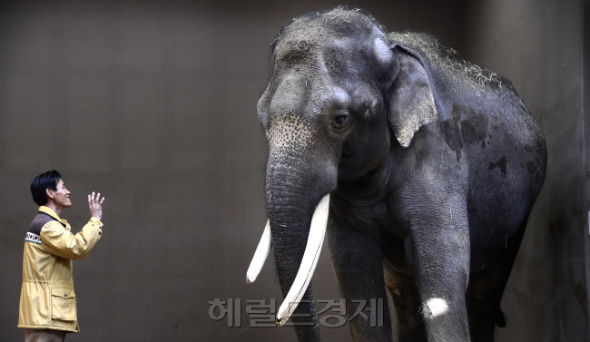 에버랜드 말하는 코끼리 코식이와 사육사 김종갑씨. 박해묵 기자/mook@heraldcorp.com
에버랜드 말하는 코끼리 코식이와 사육사 김종갑씨. 박해묵 기자/mook@heraldcorp.com