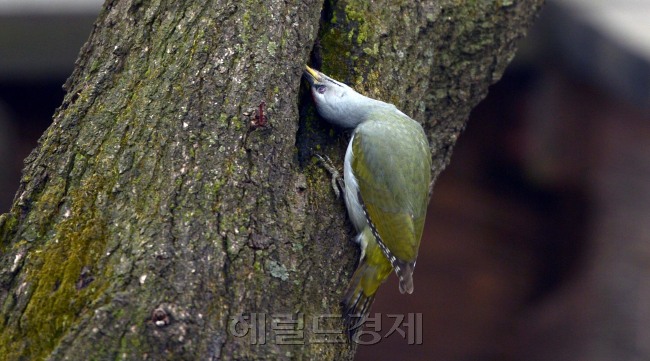 완연한 봄 날씨를 보인 19일 오전 서울 남산에서 청딱따구리가 녹색이끼들이 피어나는 나무에서 먹이를 착고 있다.<br />김명섭 기자 msiron@heraldcorp.com
완연한 봄 날씨를 보인 19일 오전 서울 남산에서 청딱따구리가 녹색이끼들이 피어나는 나무에서 먹이를 착고 있다.
김명섭 기자 msiron@heraldcorp.com