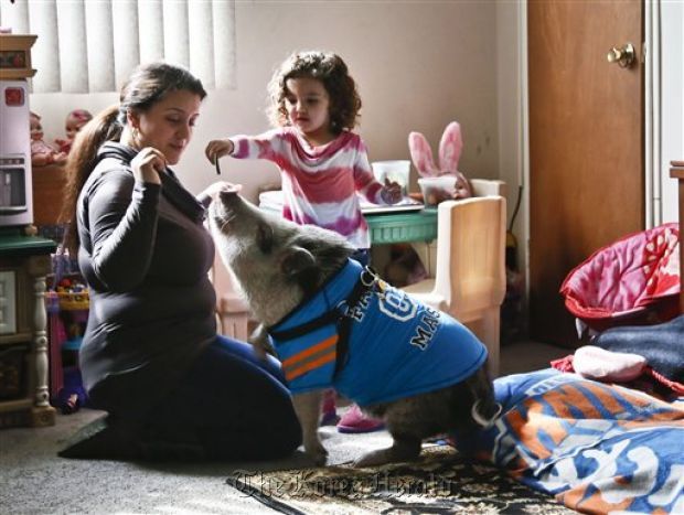 Danielle Forgione and her daughter, Olivia, 3, play with Petey, the family’s pet pig, in the Queens borough of New York on Thursday.   AP