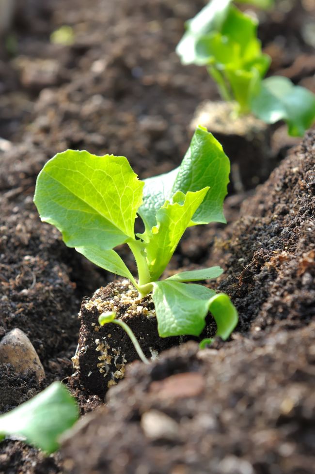 A lettuce seedling  sanddebeautheil/123RF Stock Photo