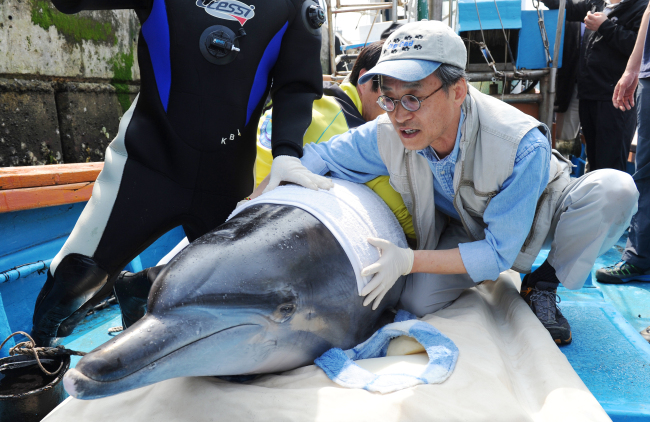 The dolphin “Jedol” is moved onto a ship before being released in an open ocean cage off Jeju Island on Saturday.   Yonhap News