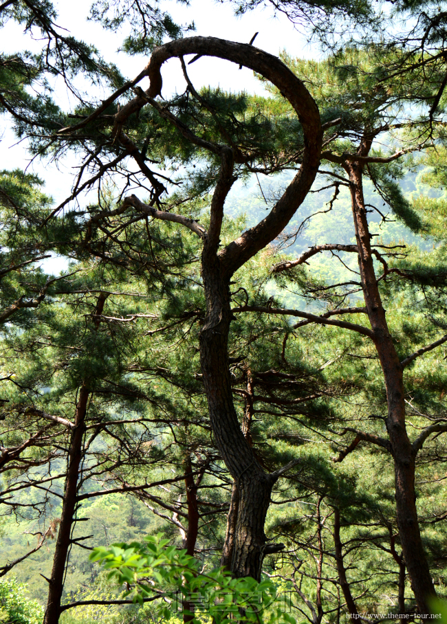산막이옛길에서 새로 발견한 사랑나무. 필자는 '하트송(松)'이라 이름 붙였다.