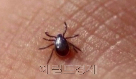 살인진드기 의심 환자 2명이 사망했다.보건복지부는 질병관리본부가 살인진드기 바이러스 감염에 의해 발생하는 SFTS(중증열성혈소판감소증후군) 유사 증상 사례 역추적조사 5건 및 의료기관 의심사례 신고 5건에 대한 검사를 진행 중으로 이중 사망 사례는 2건이라고 18일 밝혔다.역추적조사와 의료기관 의심사례 신고건 중 사망 사례는 각 1건 씩이다.