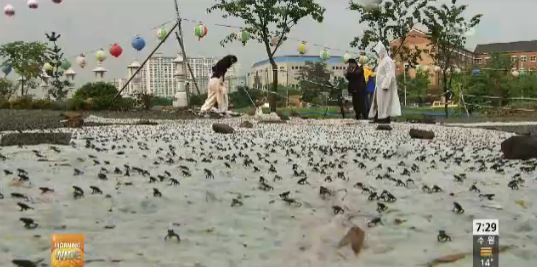 지난해 5월 포착된 새끼 두꺼비 대이동 (사진=SBS뉴스 캡처화면)