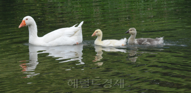 27일 때이른 봄더위가 찾아온 청계천 올봄에 태어난 새끼오리가 제법 듬직한 몸매를 자랑하며 어미오리를 쫒고 있다.<br />정희조 기자/checho@heraldcorp.com 130527
27일 때이른 봄더위가 찾아온 청계천 올봄에 태어난 새끼오리가 제법 듬직한 몸매를 자랑하며 어미오리를 쫒고 있다.
정희조 기자/checho@heraldcorp.com 130527