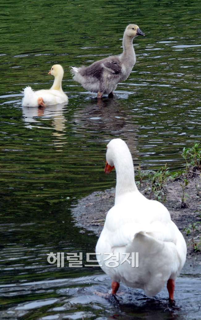 초봄 산란에 성공한 청계천변 새끼오리가 이제 어미를 쫓아 유유히
물길을 가고 있다. 약 3개월이 지난 것으로 추정되는 이 새끼오리들은
청계천8가를 조금 지난 지점에서 볼수 있다.