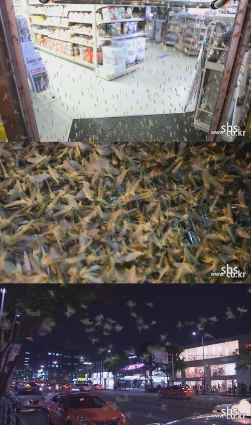 매일 밤 8시 압구정을 뒤덮는 벌레 때문에 시민들이 공포에 떨고 있다.