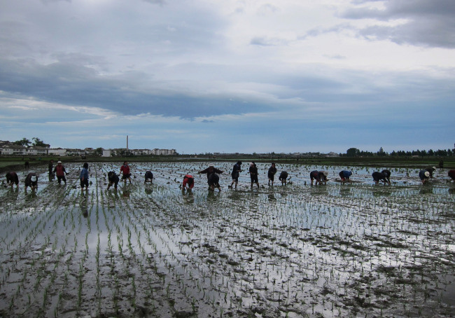 North Korean farmers transplant rice seedlings at Tongbong Cooperative Farm, near Hamhung, North Korea. AP-Yonhap News