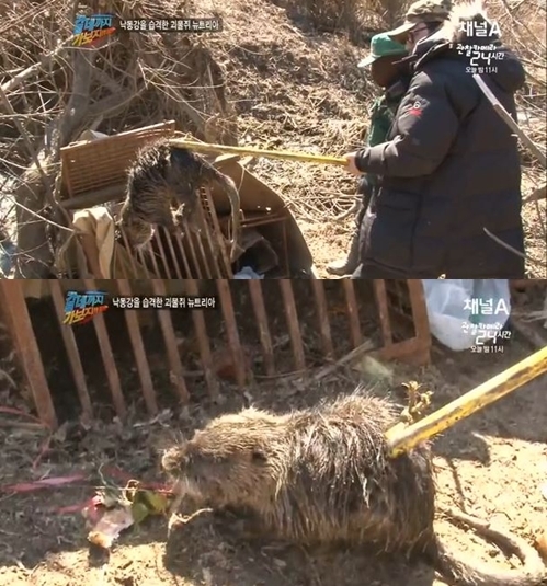 낙동강 괴물쥐’ 뉴트리아에 따른 농가 피해가 급증하고 있는 가운데, 제주도에서도 뉴트리아가 서식하는 것으로 확인됐다.