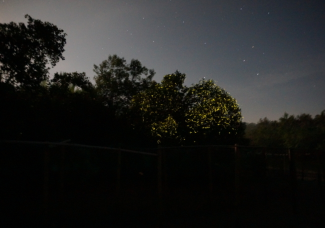 Fireflies light up the trees along Abatan River in Bohol at night.