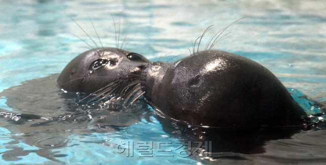 63씨월드는 키스데이(6월14일)를 앞두고 13일 오전  바이칼 물범의 키스 장면을 선보이고 있다. 63씨월드는 연인들을 위해 13일부터 16일까지 63빌딩 야간 BIG2패키지(63씨월드, 63스카이아트)를 절반 가격으로 할인해 주는 '넌 나의 반쪽' 이벤트를 진행한다.<br />김명섭 기자 msiron@heraldcorp.com
63씨월드는 키스데이(6월14일)를 앞두고 13일 오전  바이칼 물범의 키스 장면을 선보이고 있다. 63씨월드는 연인들을 위해 13일부터 16일까지 63빌딩 야간 BIG2패키지(63씨월드, 63스카이아트)를 절반 가격으로 할인해 주는 '넌 나의 반쪽' 이벤트를 진행한다.
김명섭 기자 msiron@heraldcorp.com