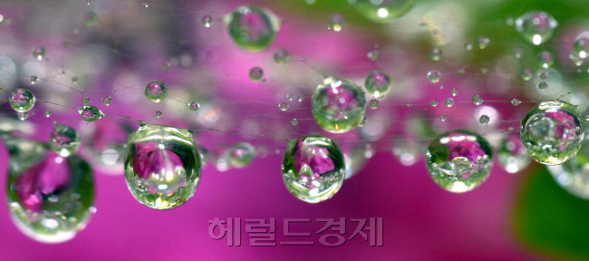 본격적인 장마가 시작된 18일 서울 서대문구 봉원사 풀숲 거미줄에 맺힌 빗방울이 보석처럼 영롱하다.<br />김명섭 기자 siron@heraldcorp.com