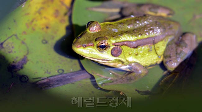 본격적인 장마가 시작되면서 개구리의 울음소리도 커지고 있다. 경기도 시흥시 관곡지에서 개구리 한마리가 연잎에 올라가 쉬고 있는 모습이 정겹다.<br />김명섭 기자 msiron@heraldcorp.com
본격적인 장마가 시작되면서 개구리의 울음소리도 커지고 있다. 경기도 시흥시 관곡지에서 개구리 한마리가 연잎에 올라가 쉬고 있는 모습이 정겹다.
김명섭 기자 msiron@heraldcorp.com