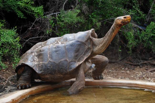 “Diego”, a giant tortoise, is pictured in a breeding center at Galapagos National Park on Santa Cruz Island, Ecuador, on June 4.   AFP-Yonhap News