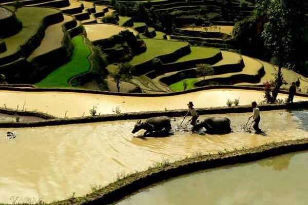 The rice terraces the Hani people have cultivated for about 1,300 years are now a World Heritage site.   China Daily