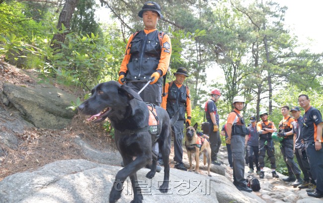 서울시 119특수구조단은 26일 오전 관악산에서 케이블카 인명구조훈련을 하고 있다.<br />김명섭 기자 msiron@heraldcorp.com
서울시 119특수구조단이 26일 오전 인명구조견과 함께 관악산에서 인명구조훈련을 하고 있다. 산에서 인명구조를 펼치는 데 가장 먼저 해야 하는 일은 도움이 필요한 사람을 발견하는 일이다.  김명섭 기자/msiron@heraldcorp.com
