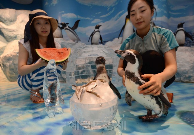 때이른 무더위가 계속되는 가운데 27일 오전 여의도 63씨월드에 있는 아프리카 펭귄이 얼음이글루와 수박으로 더위를 식히고 있다.<br />이상섭 기자. babtong@heraldcorp.com 2013.06.27
때이른 무더위가 계속되는 가운데 27일 오전 여의도 63씨월드에 있는 아프리카 펭귄이 얼음이글루와 수박으로 더위를 식히고 있다.
이상섭 기자. babtong@heraldcorp.com 2013.06.27