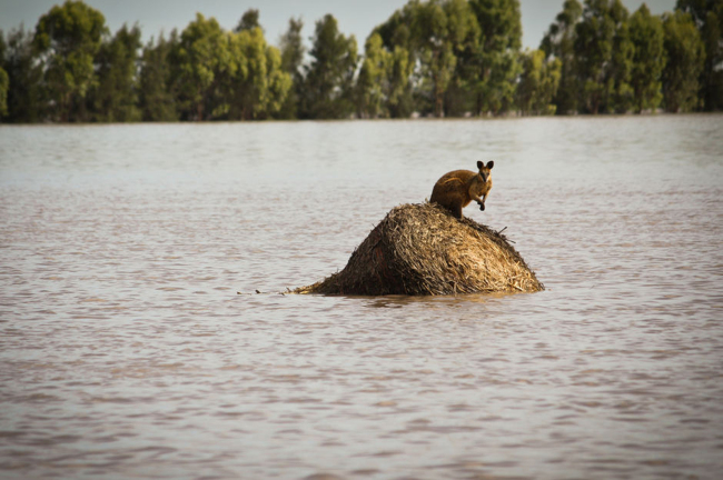 A wallaby stands on a large round hay bail trapped by rising flood waters outside the town of Dalby in Queensland, Australia, in this Dec. 30, 2010, file photo.   AP-Yonhap News