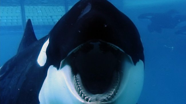 Tilikum in a scene from “Blackfish,” a Magnolia Pictures release (Magnolia Pictures/MCTeye)
