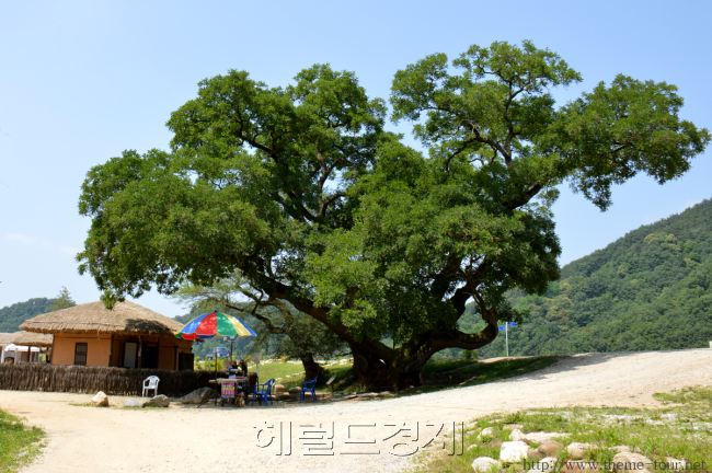 마을을 지켜주는 회화나무. 500살이 넘은 것으로 추정된다.