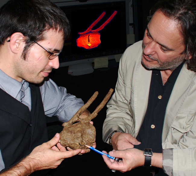<YONHAP PHOTO-0154> In this photo made available by David A. Burnham via the National Academy of Sciences, researchers Robert A. DePalma II, left, and David A. Burnham show a Tyrannosaurus rex tooth crown embedded between the vertebrae of a hadrosaur and surrounded by bone overgrowth. That regrowth shows the duckbill was alive and not just a carcass when it met the T. rex, so the fossil provides definitive evidence that T. rex hunted live animals, researchers say in the Monday, July 15, 2013, issue of the Proceedings of the National Academy of Science. (AP Photo/David A. Burnham)/2013-07-16 05:51:38/ <저작권자 ⓒ 1980-2013 ㈜연합뉴스. 무단 전재 재배포 금지.>
Researchers show a T. rex tooth crown embedded between the vertebrae of a hadrosaur and surrounded by bone overgrowth.   AP-Yonhap News