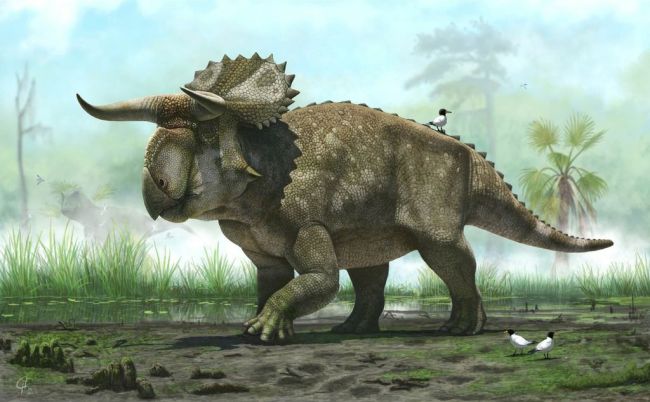 <YONHAP PHOTO-0080> This illustration from provided by the Natural History Museum of Utah shows a "Nasutoceratops titusi". Researchers in Salt Lake City say fossil-hunters unearthed the bones of the new type of big-nosed, horned-faced dinosaur in southern Utah. The dinosaur was a wide-bodied plant-eater that grew to 15 feet long and weighed 2 1/2 tons. It's unique for its oversized nose and exceptionally long, forward-pointing curved horns over the eyes. (AP Photo/Natural History Museum of Utah, Andrey Atuchin)/2013-07-18 07:58:52/ <저작권자 ⓒ 1980-2013 ㈜연합뉴스. 무단 전재 재배포 금지.>
An illustration of “Nasutoceratops titusi”   AP-Yonhap News