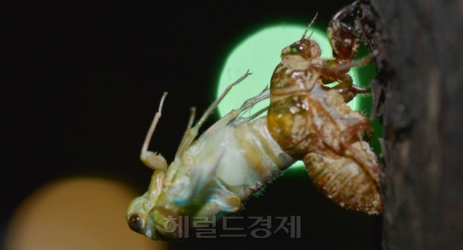 지리한 장마가 잠시 소강 상태를 보인 18일 밤 서울 중구 한 공원에서 매미가 번데기에서 나오고 있다.<br />김명섭 기자 msiron@heraldcorp.com
지리한 장마가 잠시 소강 상태를 보인 18일 밤 서울 중구 한 공원에서 매미가 번데기에서 나오고 있다.
김명섭 기자 msiron@heraldcorp.com
