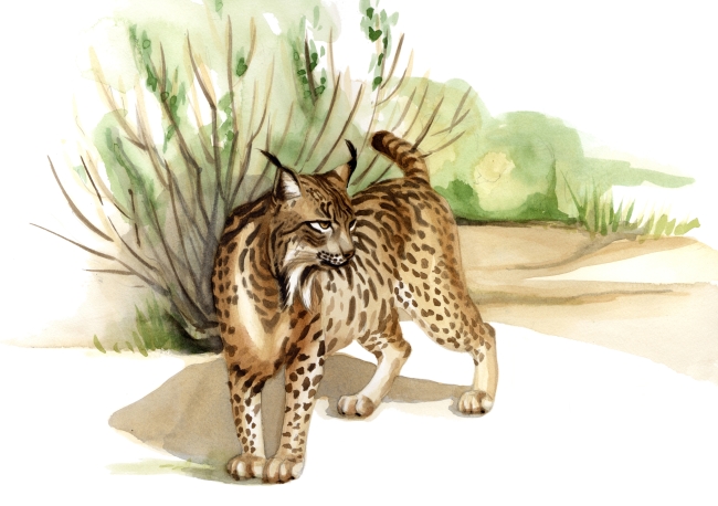 Illustration of the endangered Iberian lynx   MCT