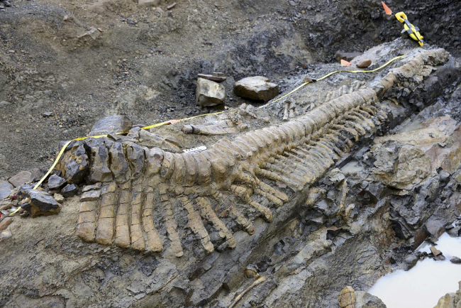 The tail of a dinosaur is uncovered at a dig site near the town of General Cepeda in northern Mexico on Monday.   AP-Yonhap News