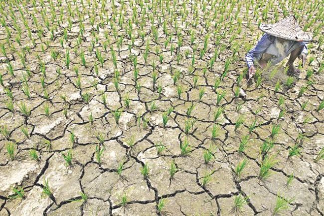A lack of rain dries up a paddy field at Balia Bhekutia in Jessore district of southwestern Bangladesh.   The Daily Star