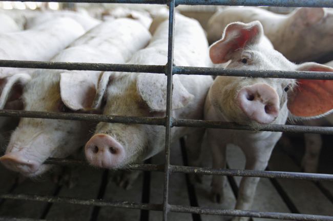 <YONHAP PHOTO-0885> FILE - Hogs poke their snouts through a fence at a farm in Buckhart, Ill. on June, 28, 2012. There's extensive evidence that pigs are as smart and sociable as dogs. (AP Photo/M. Spencer Green, File)/2013-07-29 14:19:24/ <저작권자 ⓒ 1980-2013 ㈜연합뉴스. 무단 전재 재배포 금지.>
Hogs poke their snouts through a fence at a farm in Buckhart, Illinois.   AP-Yonhap News