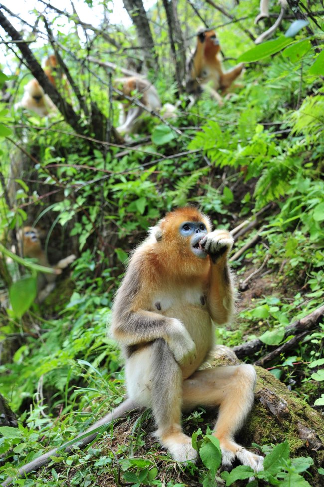Wild golden monkeys at the Shennongjia Nature Reserve in China’s Hubei province   Xinhua-Yonhap News