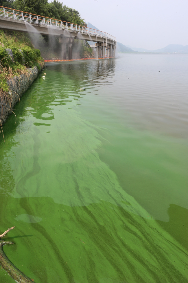 Algal blooms show up on the surface of the Nakdonggang River near a major water purification center in Changwon, South Gyeongsang Province, last Wednesday.   Yonhap News