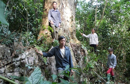 Dao ethnic man Phung Van Pham (front) stands by an ancient Burretiodendron Hsienmu tree that he saved from illegal loggers.   Viet Nam News