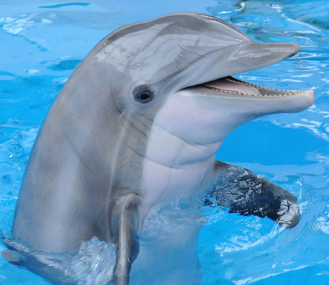 This photo shows the dolphin Allie at the zoo in Brookfield, Illinois.   AP-Yonhap News