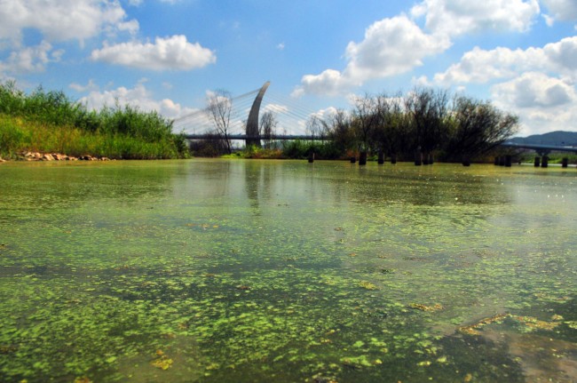 Algae blooms are spotted for the first time this year in Geumgang River in North Jeolla Province on Thursday.   Yonhap News