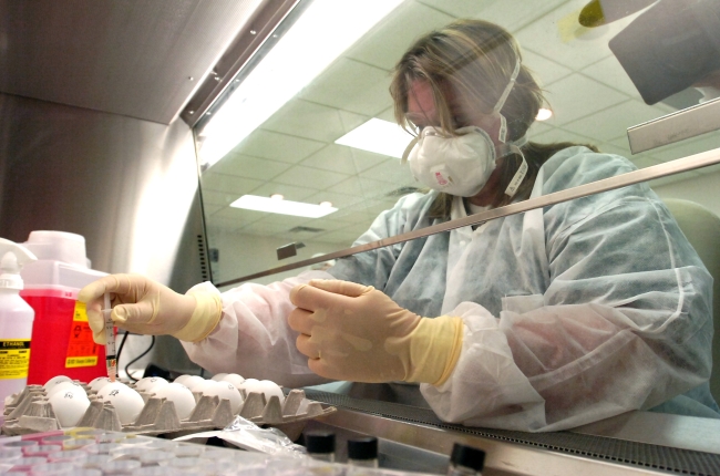 A microbiologist at Iowa’s National Veterinary Services Laboratories injects live eggs with serum to test for the avian flu.   MCT