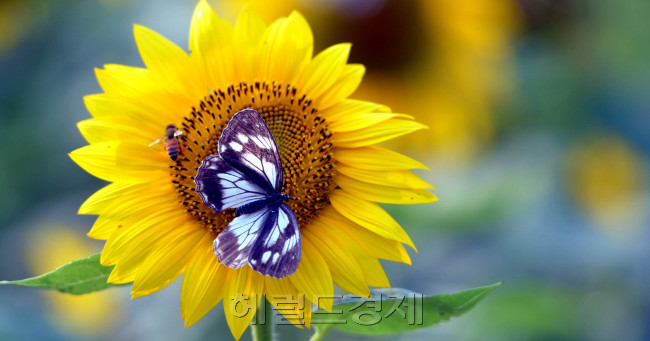 어느덧 처서가 지나고 더위가 한풀 꺾인 가운데 한강변에 핀 해바라기에 벌과 나비가 다정히 꿀을 빨고 있다.<br />김명섭 기자 msiron@heraldcorp.com
어느덧 처서가 지나고 더위가 한풀 꺾인 가운데 한강변에 핀 해바라기에 벌과 나비가 다정히 꿀을 빨고 있다.
김명섭 기자 msiron@heraldcorp.com
어느덧 처서가 지나고 더위가 한풀 꺾인 가운데 한강변에 핀 해바라기에 벌과 나비가 다정히 꿀을 빨고 있다.
김명섭 기자 msiron@heraldcorp.com
가을 재촉하는 해바라기