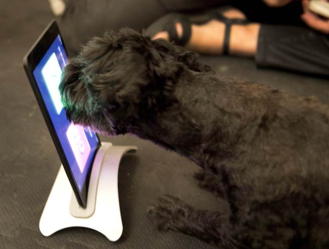 A dog named Amos touches the screen of an Ipad after being trained by Anna Grossman at her studio in New York.   AFP-Yonhap News