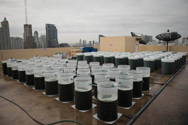 <YONHAP PHOTO-0970> TO GO WITH AFP STORY Thailand-lifestyle-health-food-environment,FEATURE by William Davies..This picture taken on June 24, 2013 shows a spirulina farm on the top of a hotel in Bangkok. On a hotel rooftop in Bangkok, dozens of barrels of green liquid bubble under the sun -- the latest innovation in urban farming. Proponents of the edible algae known as spirulina say it could help provide a sustainable source of protein as an alternative to meat. AFP PHOTO/ Nicolas ASFOURI../2013-08-27 14:16:04/ <저작권자 ⓒ 1980-2013 ㈜연합뉴스. 무단 전재 재배포 금지.>
This picture taken on June 24 shows a spirulina farm on the top of a hotel in Bangkok, the latest innovation in urban farming. AFP-Yonhap News