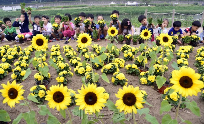 9일 오전 서울 광진구 중랑천 둔치에서 어린이집 원아 30여명이 광진구가 실시하는 '고사리 손으로 가을꽃 가꿔기' 행사에 참여해 국화등 가을꽃 3종을 직접 심으며 즐거운 시간을 보내고 있다. 박해묵 기자/mook@heraldcorp.com
9일 오전 서울 광진구 중랑천 둔치에서 어린이집 원아 30여명이 광진구가 실시하는 '고사리 손으로 가을꽃 가꿔기' 행사에 참여해 국화등 가을꽃 3종을 직접 심으며 즐거운 시간을 보내고 있다. 박해묵 기자/mook@heraldcorp.com
9일 오전 서울 광진구 중랑천 둔치에서 어린이집 원아 30여명이 광진구가 실시하는 '고사리 손으로 가을꽃 가꿔기' 행사에 참여해 국화등 가을꽃 3종을 직접 심으며 즐거운 시간을 보내고 있다. 박해묵 기자/mook@heraldcorp.com