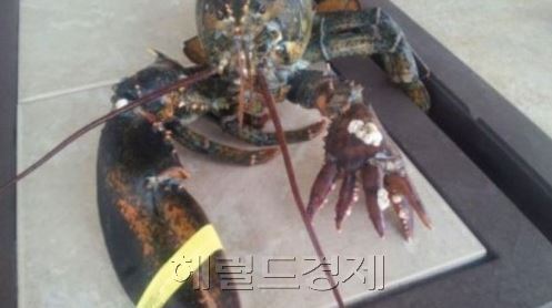 최근 스트리퍼스 온라인은 ‘다섯 손가락 바닷가재’라는 제목의 사진을 공개했다. 사진 속 바닷가재의 한쪽은 둥그런 모양의 집게발이지만 다른 한쪽은 다섯 갈래로 나뉘어있어 눈길을 끈다. 전문가들은 이 바닷가재를 유전적인 이유로 탄생한 돌연변이로 추정하고 있다.