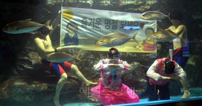 추석을 앞두고 11일 오전 63씨월드에서 아쿠아리스트들이 씨름대회와 추석인사를 하고 있다. 오는 18일 부터 22일까지 63씨월드 대형수조앞에서 수중씨름대회가 열린다.