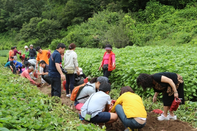 Visitors dig up sweet potatoes at Yangpyeong County’s Sumi Village in Gyeonggi Province on Sept. 5.    Mode Tour