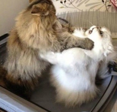 12일 각종 온라인 게시판에는 ‘멱살 잡은 고양이’라는 제목으로 사진 한 장이 올라왔다. 사진에는 침대 위에서 몸싸움 중인 고양이 두 마리의 모습이 담겨 있다.